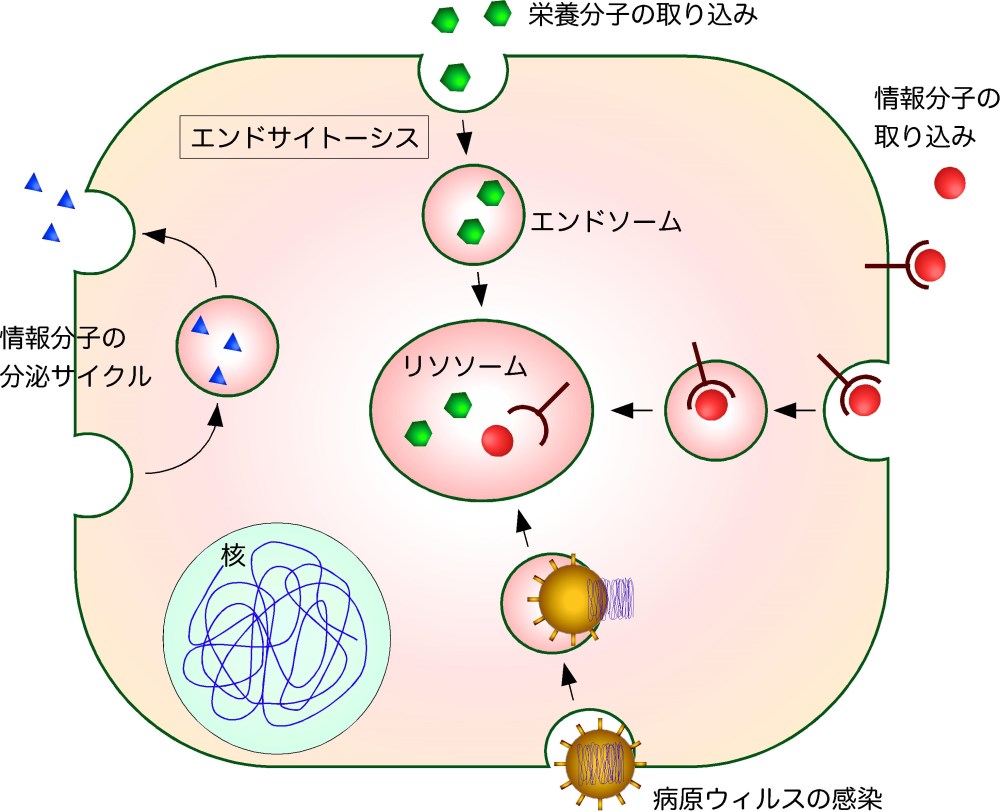 細胞が外部から分子を取り込む機構の新しいメカニズムの発見～アクチン