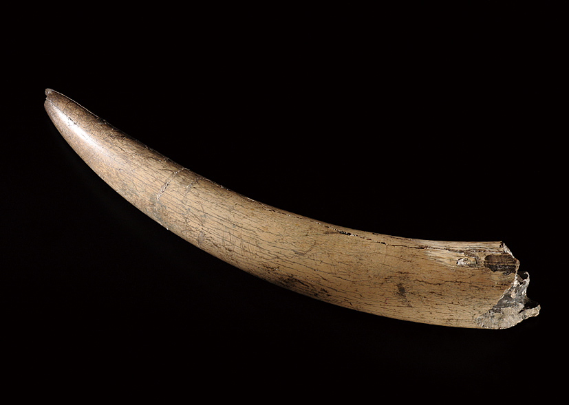 A5 徳永重康のナウマンゾウ牙化石