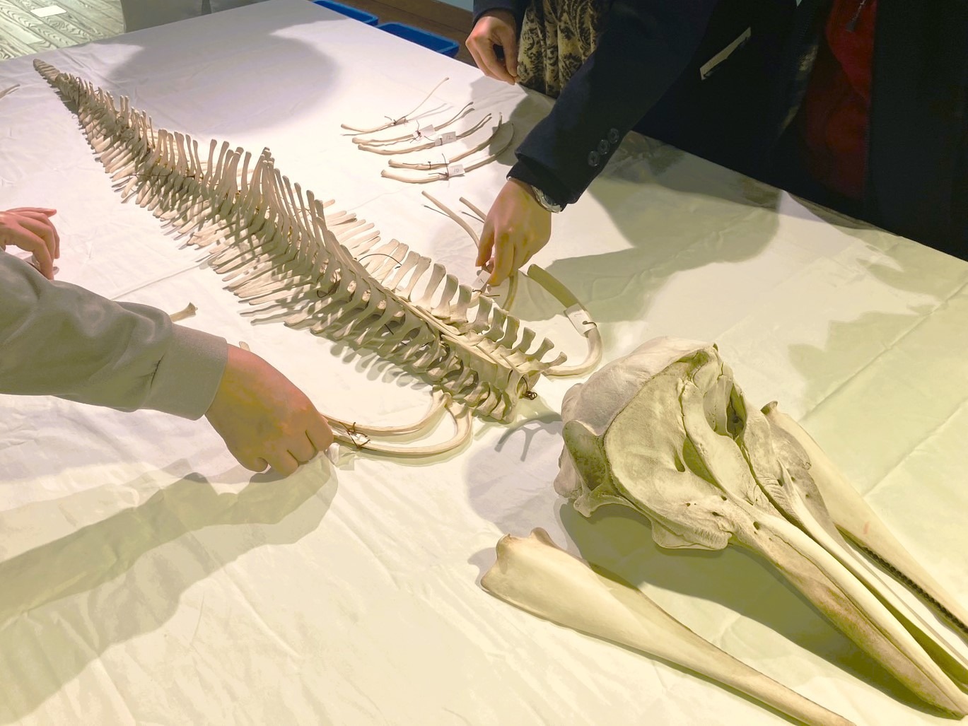 イルカの骨を組み立ててみよう！ | 海街さんぽ