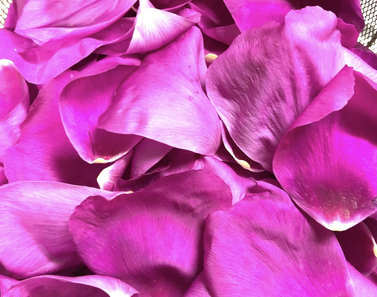 青森県むつ市産 ハマナス花のコーディアルシロップ edition03｜県産品