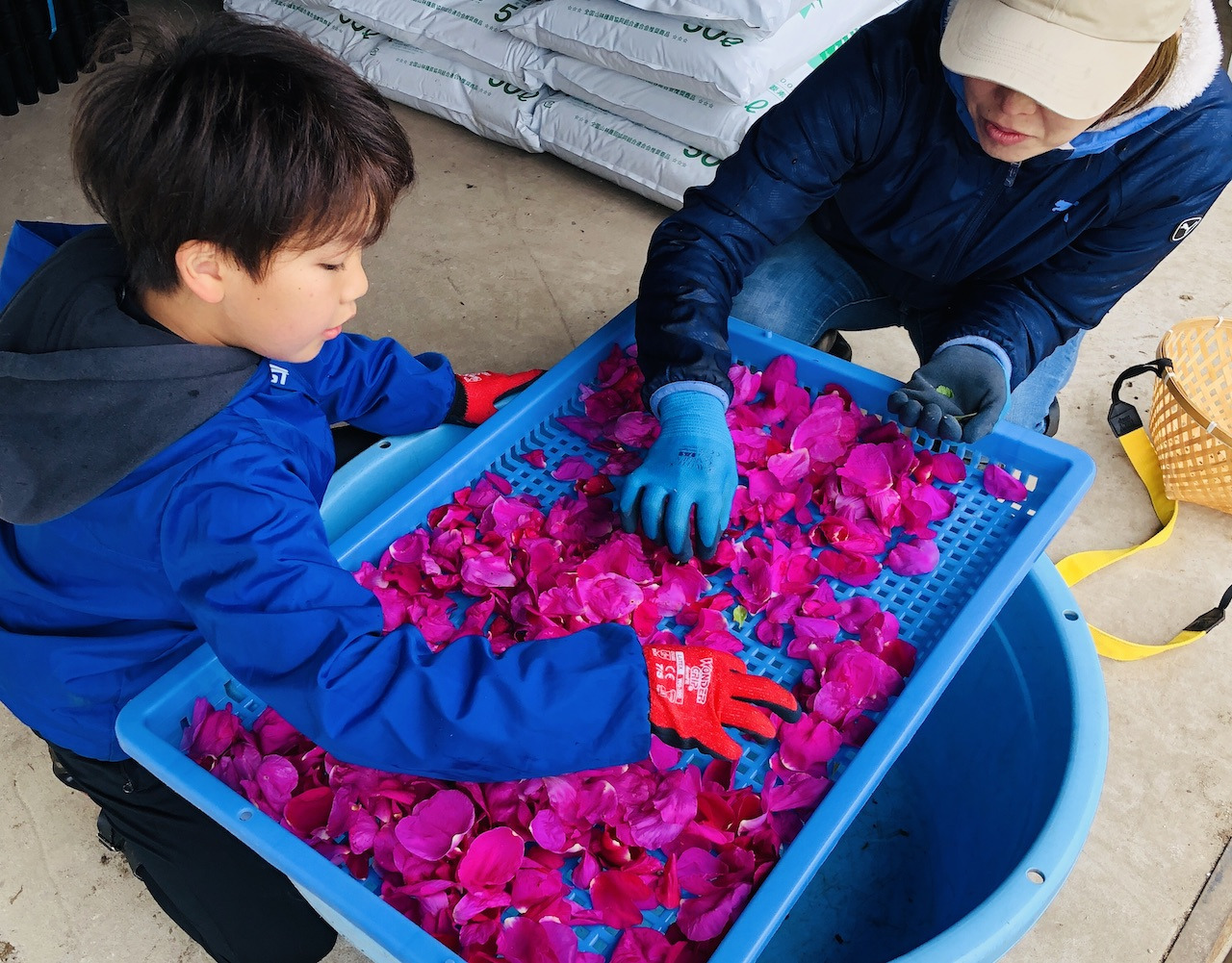 青森県むつ市産 ハマナス花のコーディアルシロップ edition03｜県産品