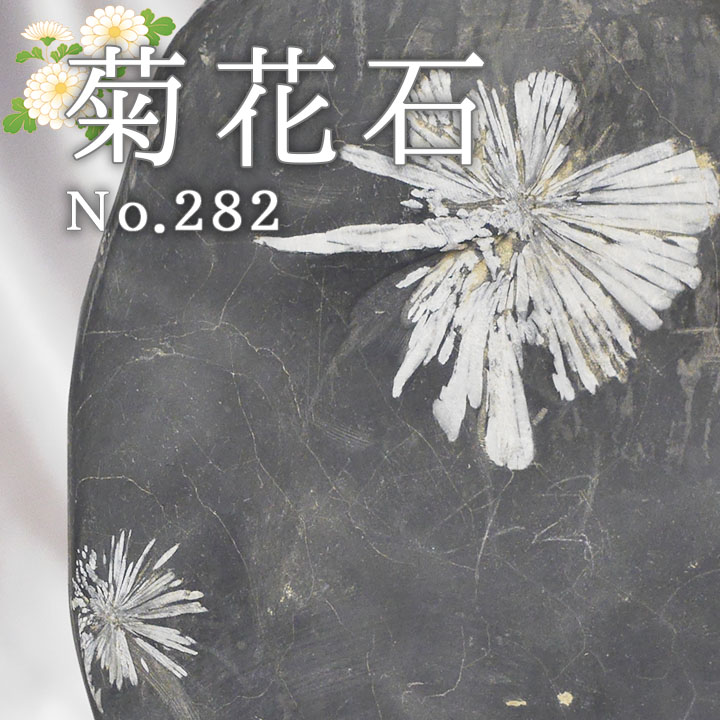 菊花石 No.282 【鑑賞用鉱石】高さ:約26cm 幅:約18cm 重さ:約5.9kg