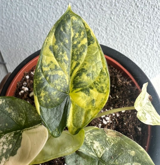 Alocasia Dragon Scale Variegata - Rare Plant - Beautiful Plant