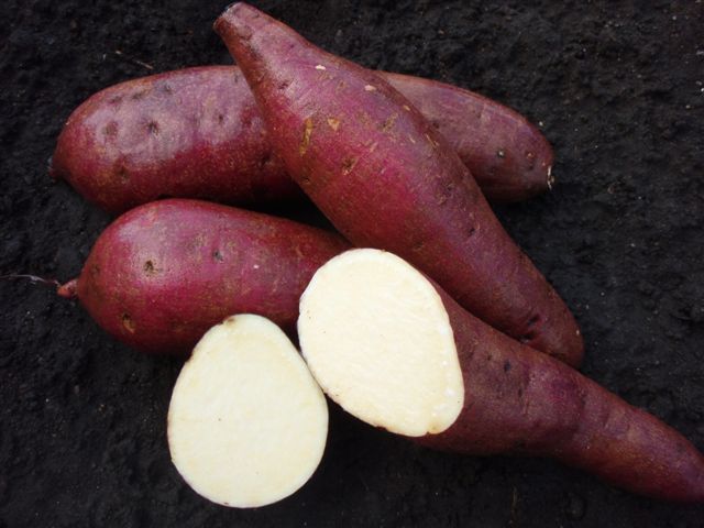 2021年 さつまいも苗 売上ベスト10（鹿児島県産）