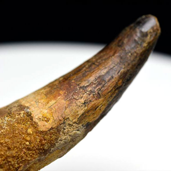 大型肉食恐竜】スピノサウルス 歯 牙 化石（モロッコ産）非研磨