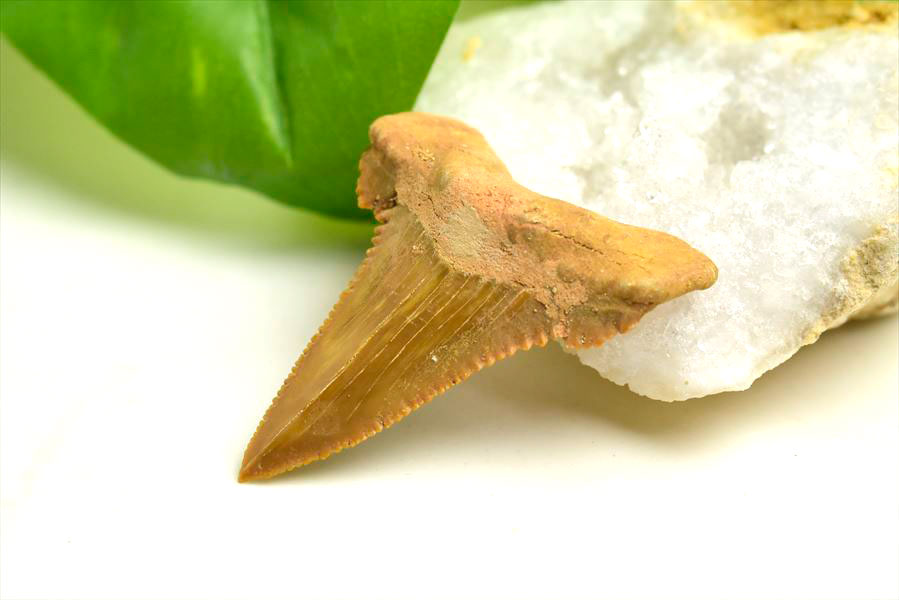 ホホジロザメ 歯 牙 化石｜サメの歯（約7.9g）｜モロッコ産