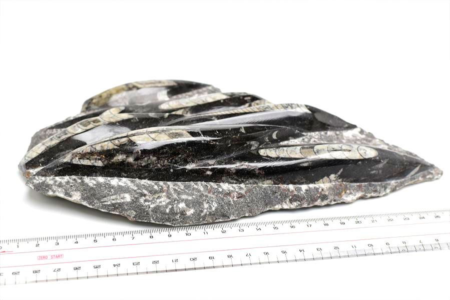 オルソセラス（直角貝/Orthoceras）化石プレート｜モロッコ産