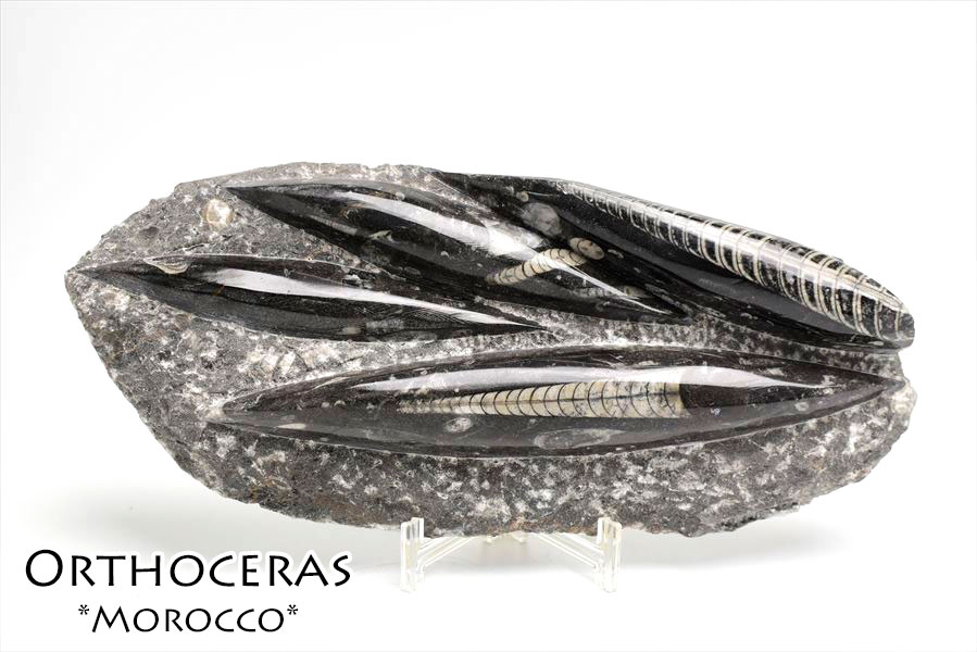 オルソセラス（直角貝/Orthoceras）化石プレート｜モロッコ産