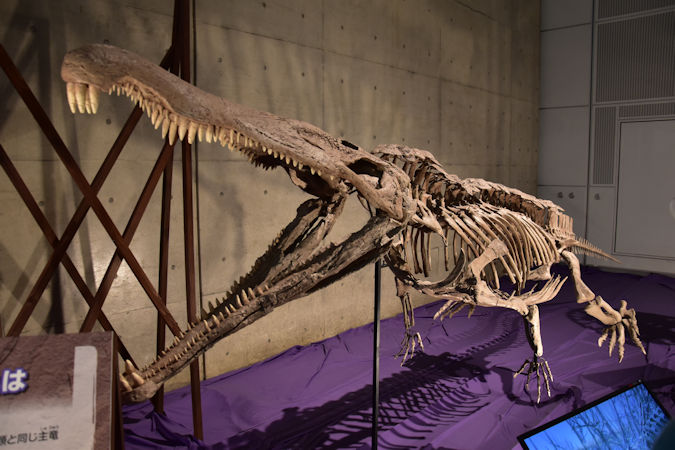 アロサウルス フットクロウ かぎ爪 化石標本 肉食恐竜 獣脚類 1499