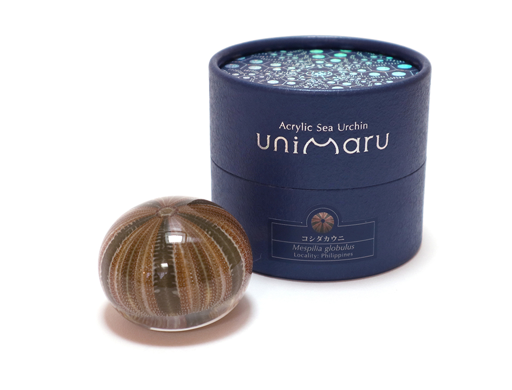 ウニの骨」のアクリル封入標本〜Unimaru – 株式会社ウサギノネドコ