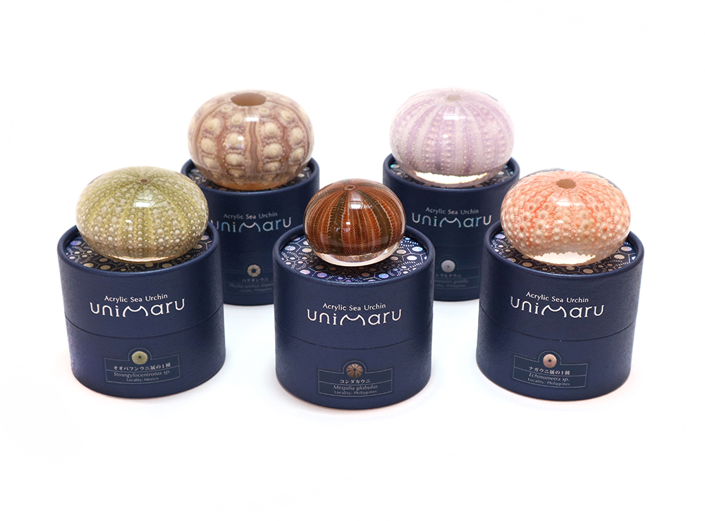 ウニの骨」のアクリル封入標本〜Unimaru – 株式会社ウサギノネドコ