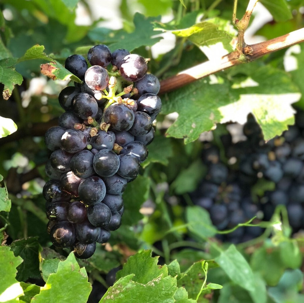 樽詰 ボジョレー ヴィラージュ ヌーヴォー2025