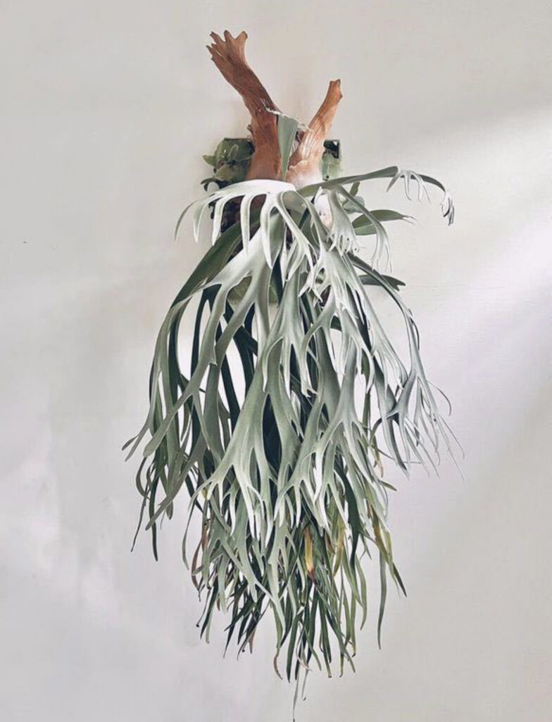 コラム】 ビカクシダ 2つの'ムーンライト'と'月光'（月光爪哇