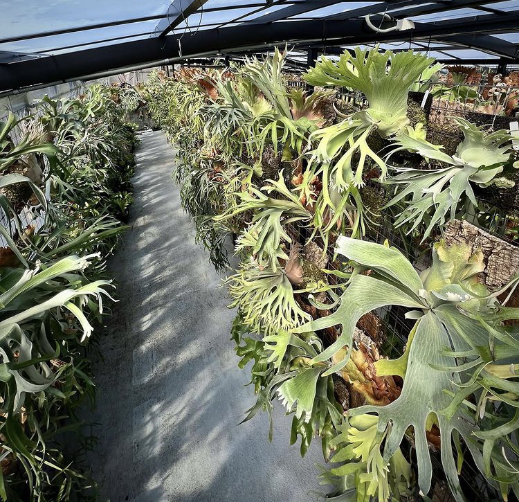 vandaka plants GALLERY TOKYO 営業日のお知らせ - ビカクシダ vandaka