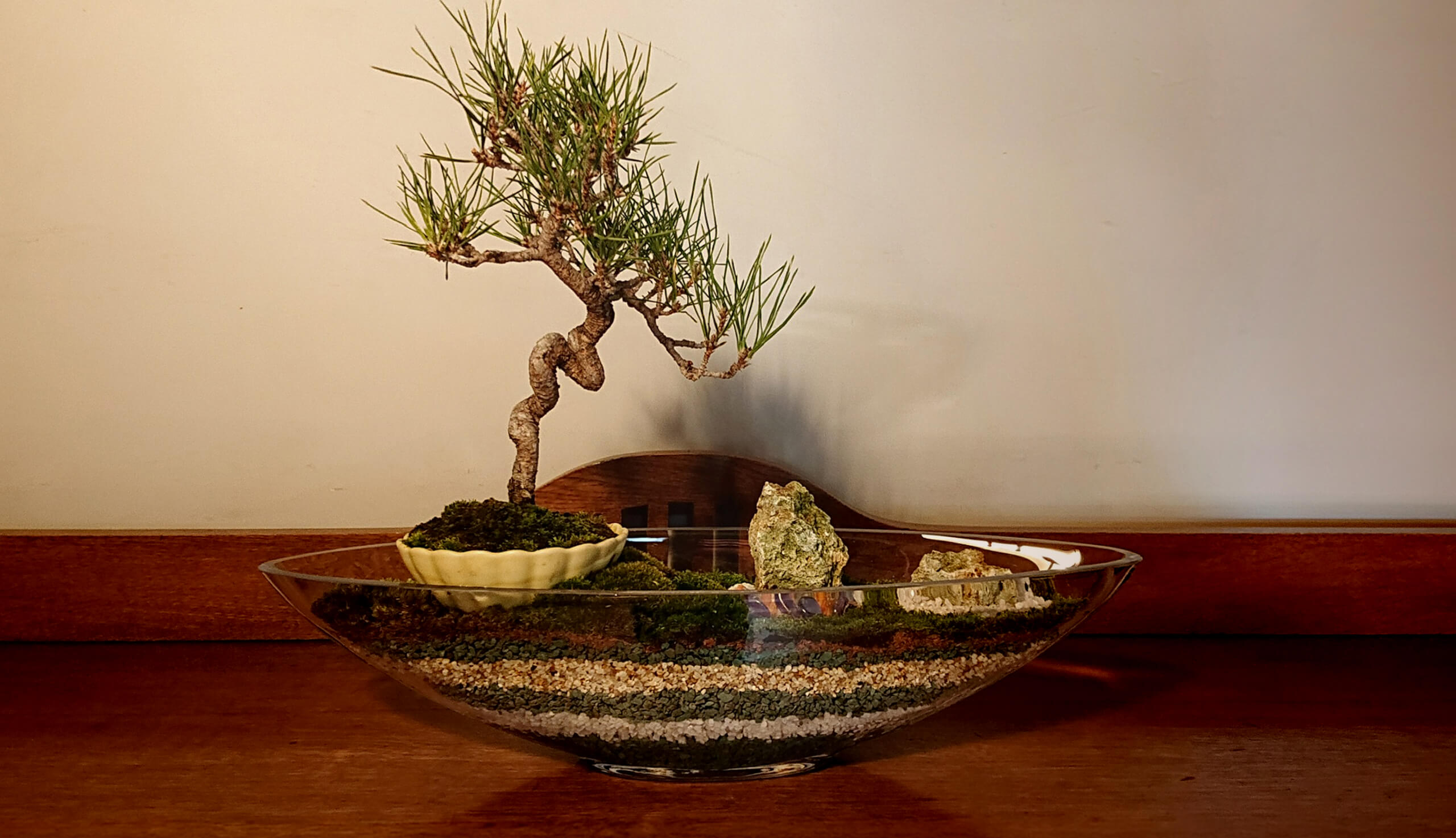 生きる芸術 世界に広がる盆栽アート | VELTRA（ベルトラ）