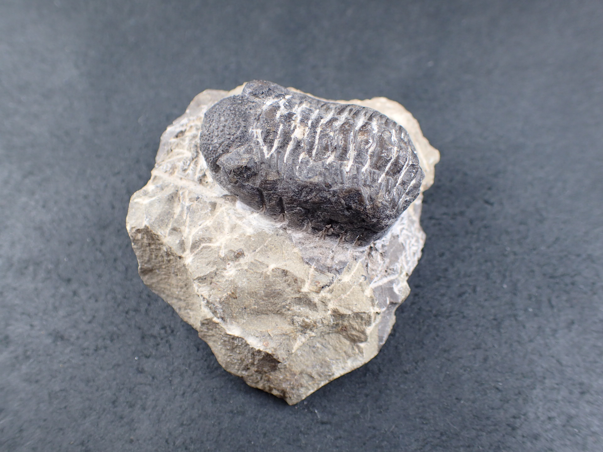 三葉虫 化石（Trilobite Fossil)（学名 ： Phacops） 時代 ： 古生代