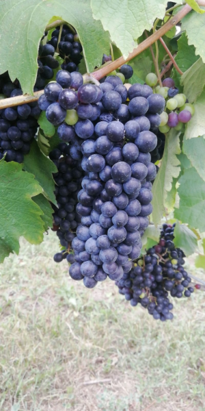 ランブルスコ (Lambrusco) - イタリアワイン土着品種辞典