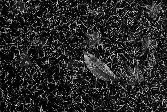 モノクローム 戸張良彦 北海道 十勝 フォトギャラリー monochrome