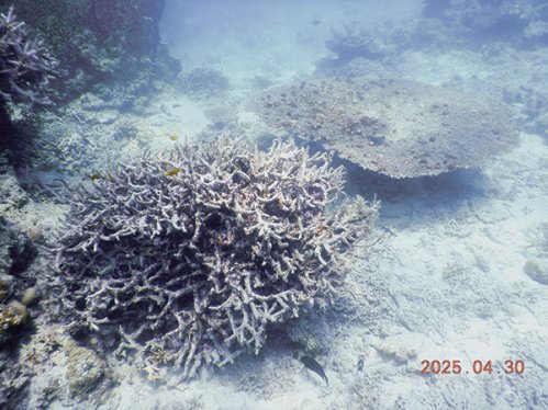 サンゴ死滅範囲拡大 石西礁湖、回復困難な状態か