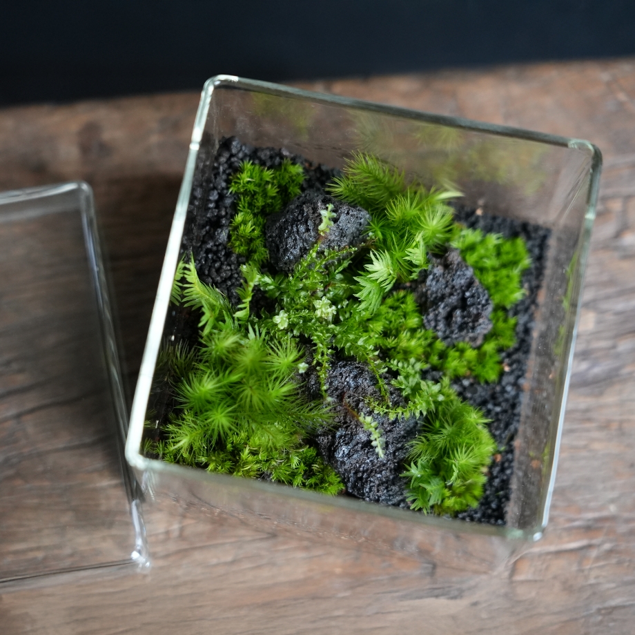 苔テラリウム | 苔テラリウム専門サイト｜道草michikusa | 苔