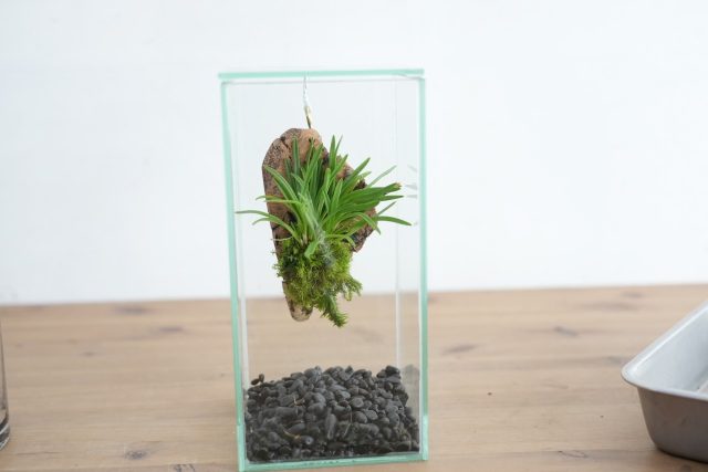 ミニコルク着生ランの育て方・飾り方解説 | 苔テラリウム専門サイト