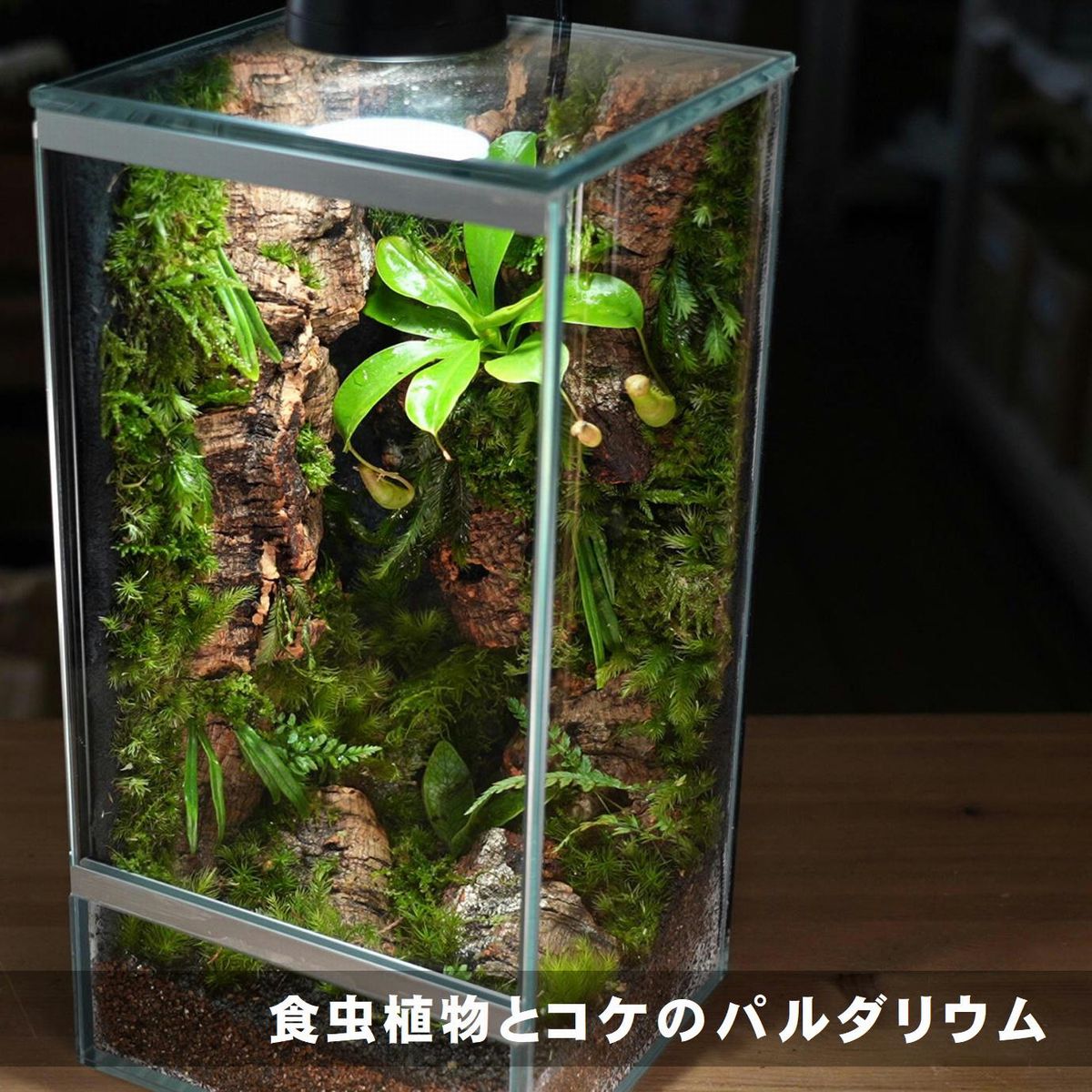 食虫植物とコケのパルダリウムの作り方 | 苔テラリウム専門サイト