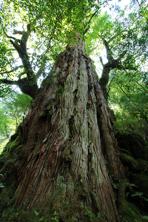 屋久杉を見に行こう｜屋久島 ツアー ガイド なら満足度95.9%の 屋久島