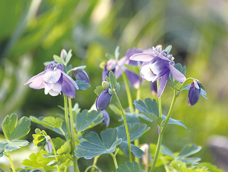絶対毎年咲く花、コロンバイン | 現地情報誌ライトハウス・シアトル