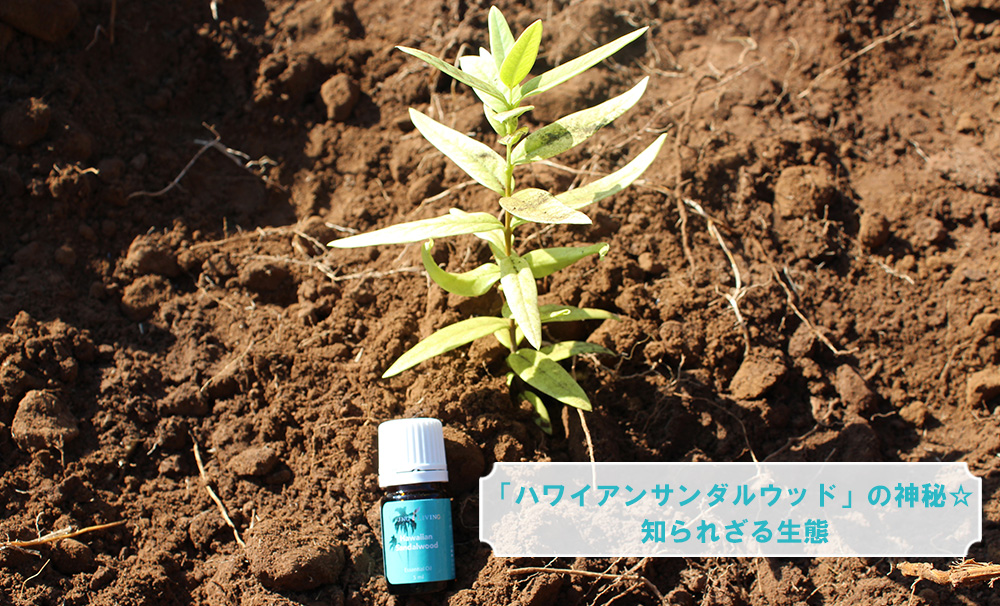 ハワイアンサンダルウッド」の神秘☆ _知られざる生態 - ヤング