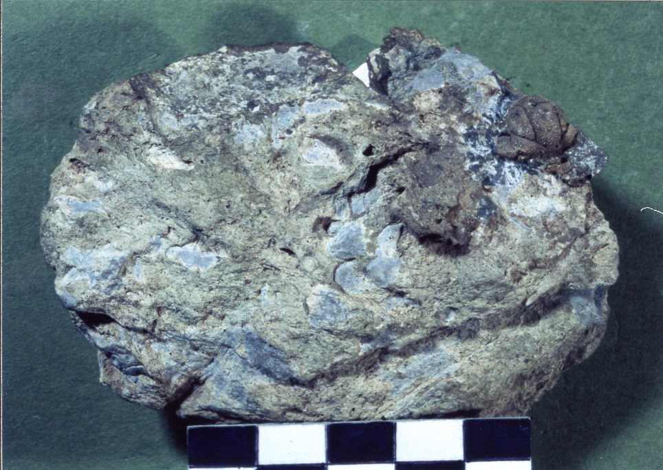 三葉虫 - 越知町立横倉山自然の森博物館