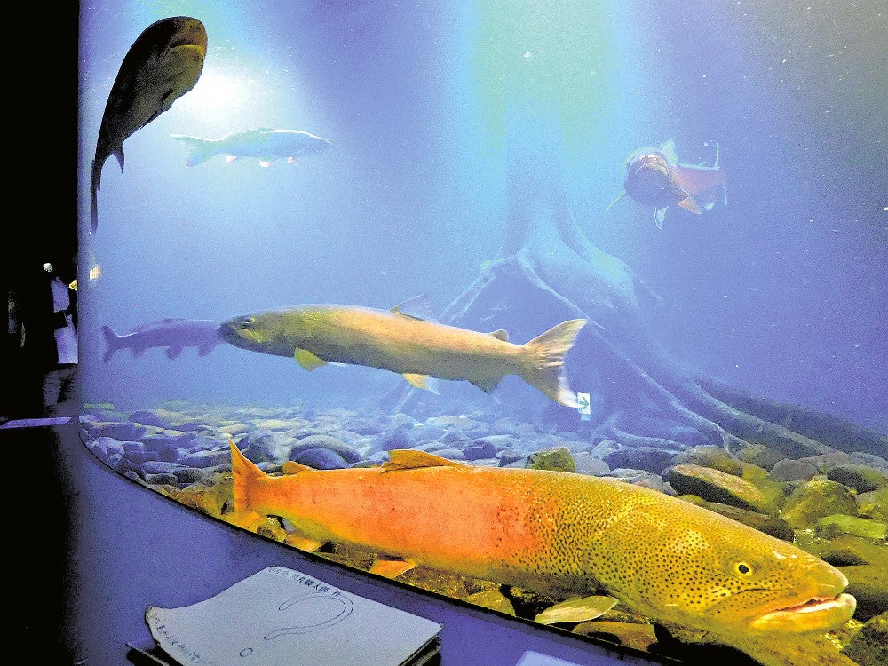 婚姻色に染まった「幻の赤いイトウ」…北海道の水族館「展示は当館だけ