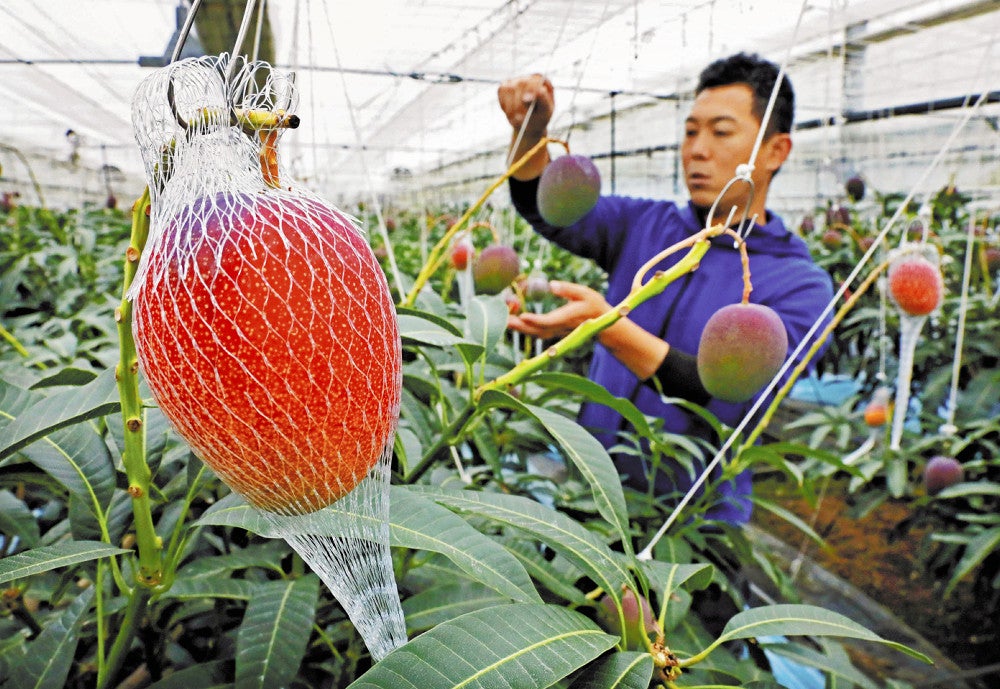 完熟マンゴー」福岡県産もどうぞ…大任町で出荷ピーク、売れ筋は