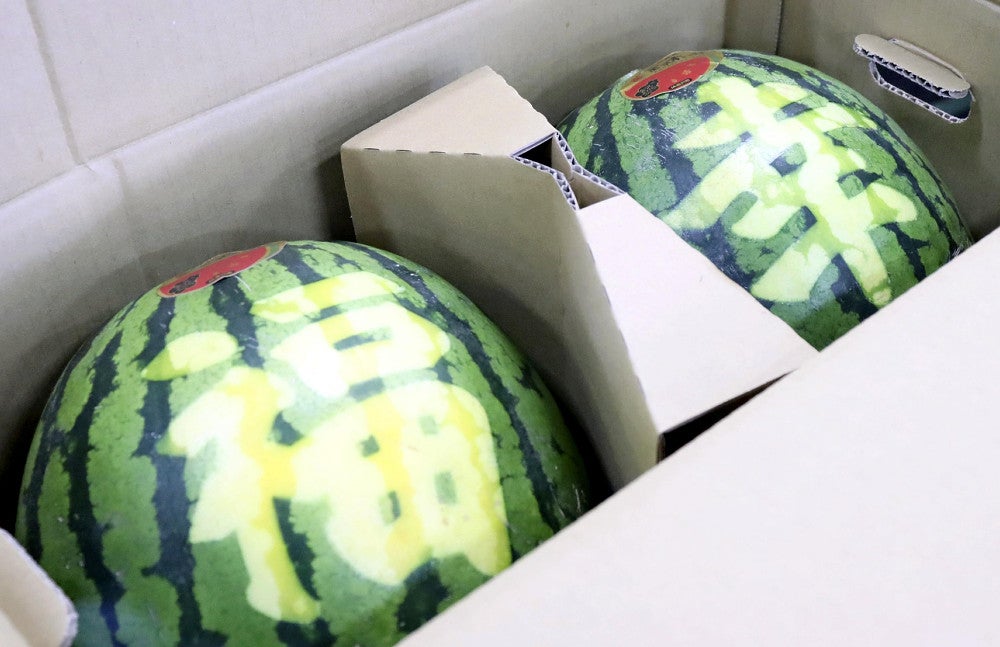 金沢のスイカ初競り…復興へ願い込めた「福幸」文字入りの2玉、過去
