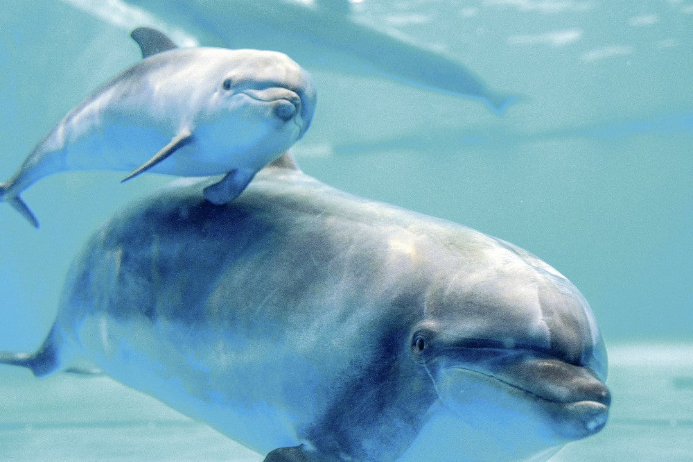 大洗水族館、バンドウイルカ繁殖に初成功…25年飼育の「モモ」が3月