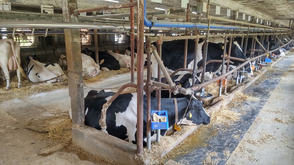 ソフトクリームだけじゃない小岩井農場…重要文化財の牛舎や倉庫を巡る