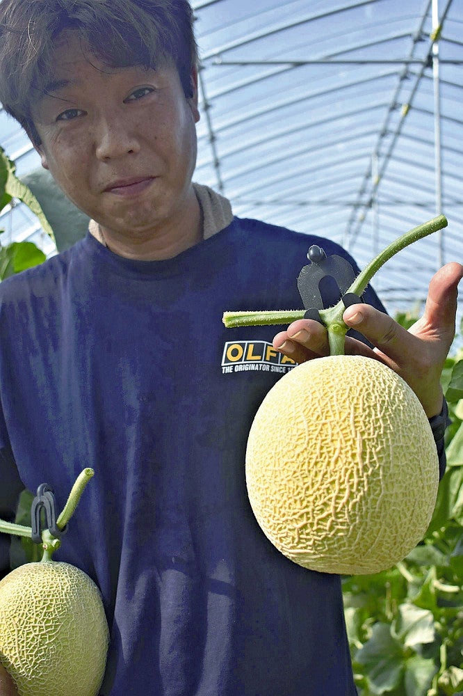 島根で1人だけ栽培していた「とろけるようなメロン」、「絶やしたく