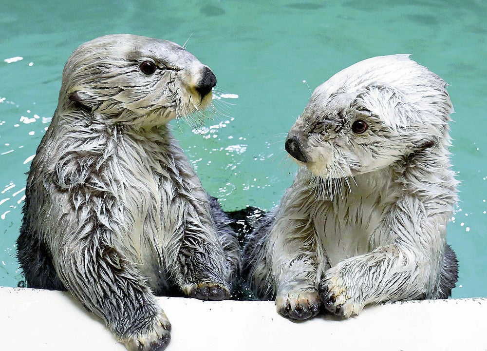 ふるさと納税返礼品は「ラッコひとり占め」！？…鳥羽水族館のメイと