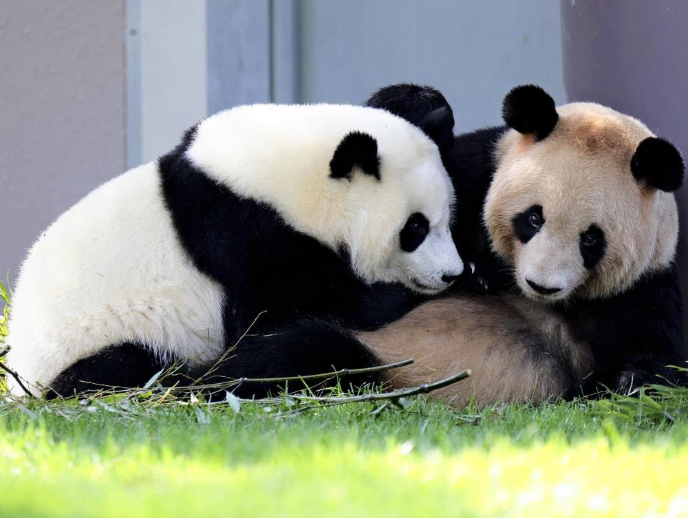 白浜アドベンチャーワールドのパンダ「良浜」「結浜」「彩浜」「楓浜