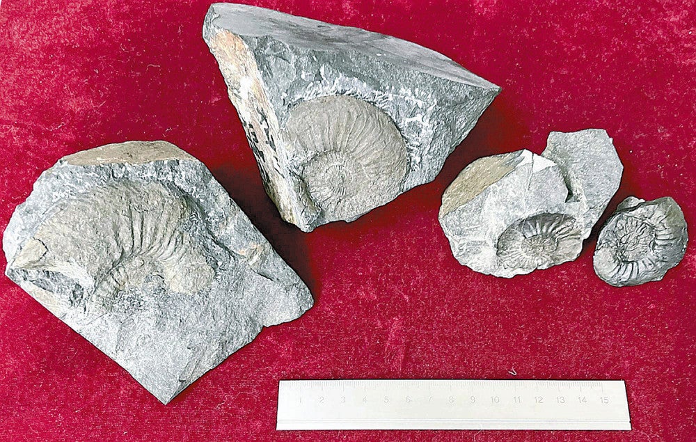 殻の巻き方が緩やか、新種アンモナイト発見…太古の日本近海探る重要な