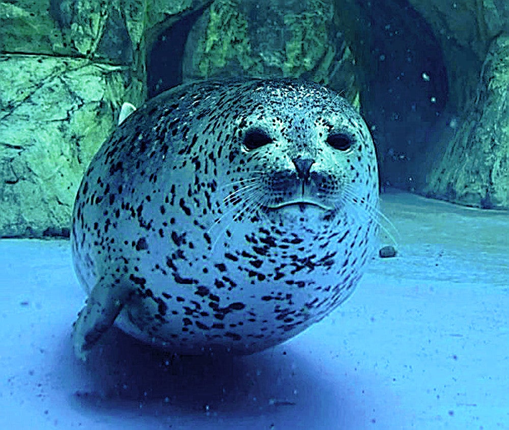 水族館も手狭になるから…アザラシ「あんず」引っ越しへ : 読売新聞
