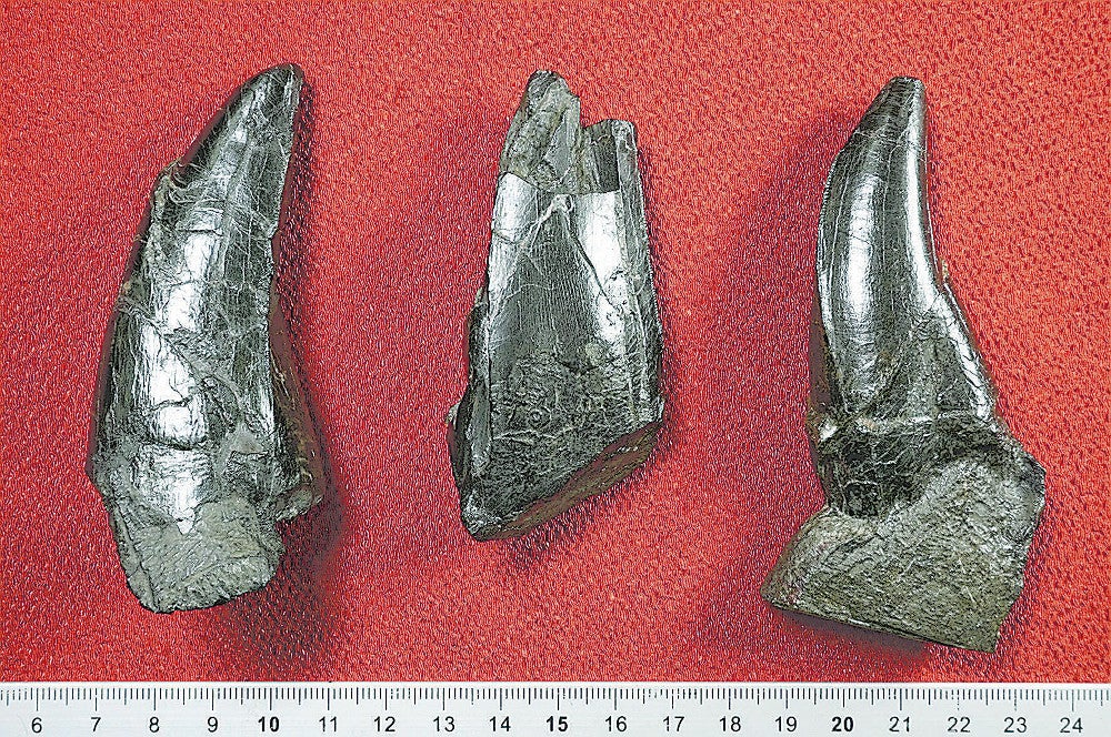 長崎市でティラノサウルス科の歯の化石発見…8000万年前の地層から
