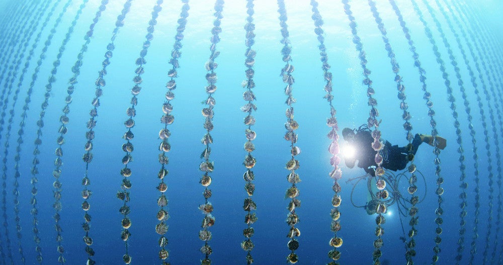 三陸の海 傷痕と再生と…岩手県大船渡市・越喜来湾 : 読売新聞