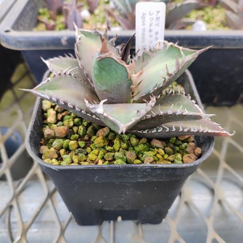 やましち山野草店 / 多肉植物 アガベ チタノタ レッドキャットウィーズ