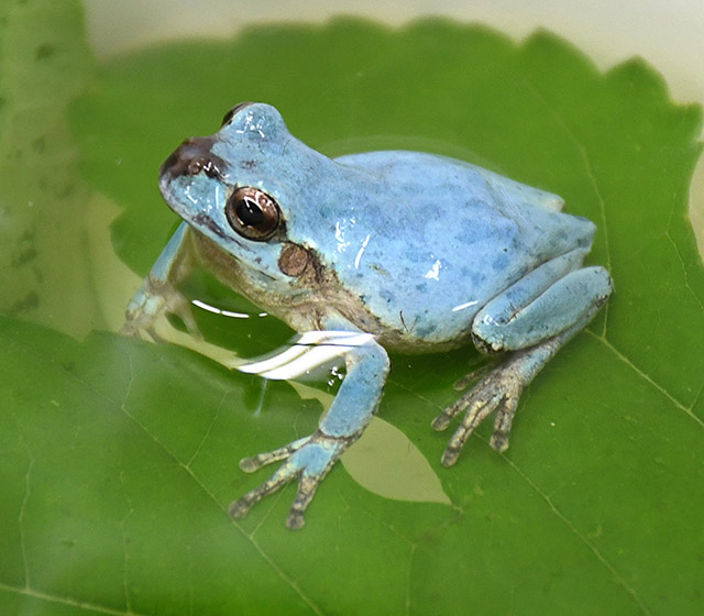 早出し】珍しい！ 青いカエル発見 寒河江の井上さん｜山形新聞