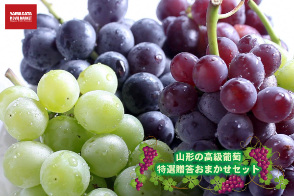 2026年 山形の高級葡萄 特選贈答おまかせセット5品種 詰め合わせ