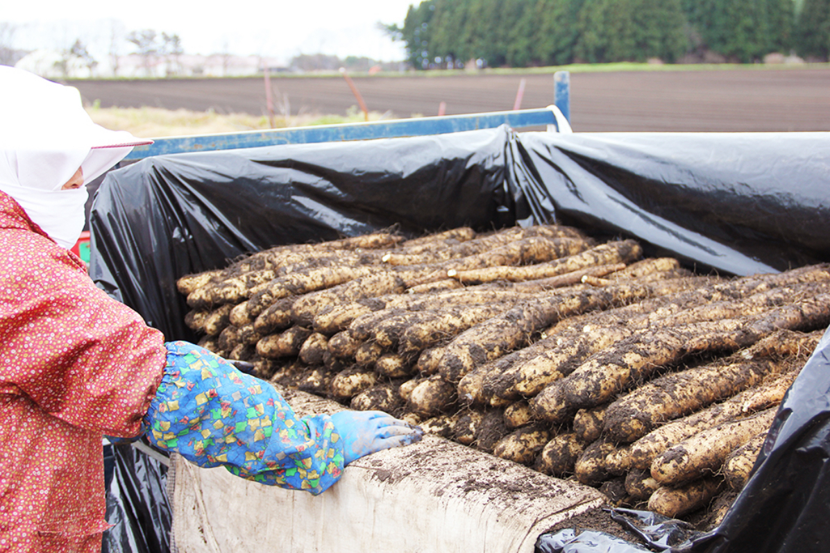 バイヤー仕入担当者様へ | 青森のブランド長芋「やませながいも