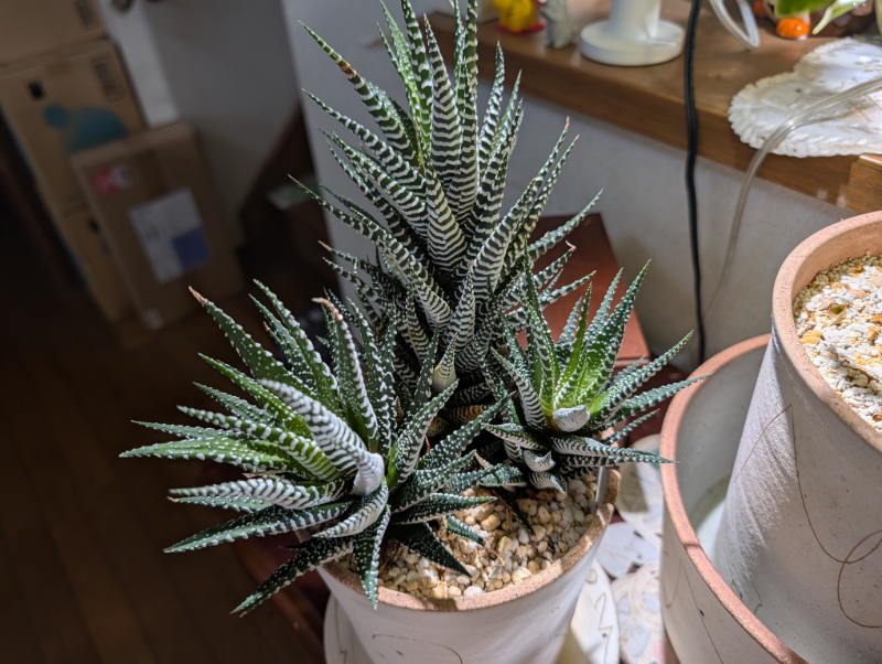 硬葉系ハオルチア「十二の巻ワイルドバンド」の株分けを強行した