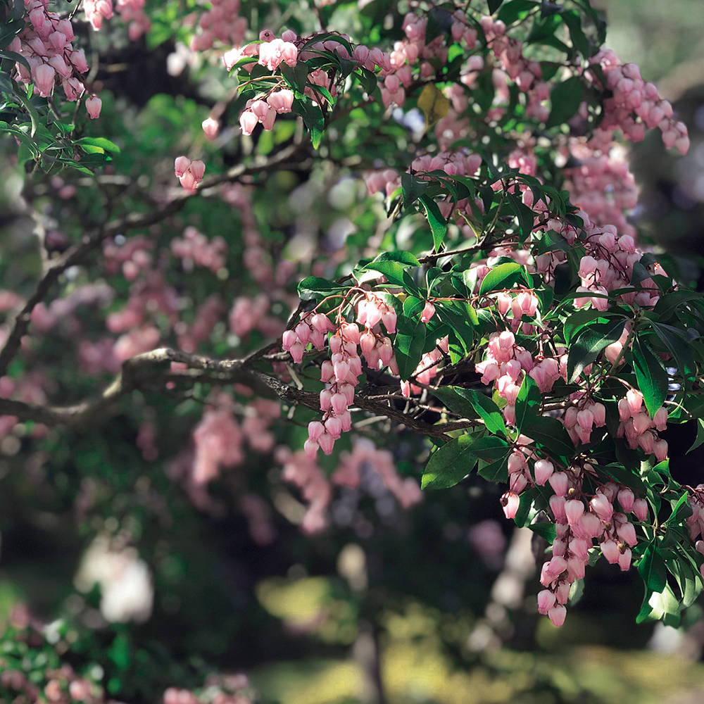 馬酔木(アセビ) ［見ごろ案内］牡丹と 高麗人蔘の里 日本庭園【 由志園