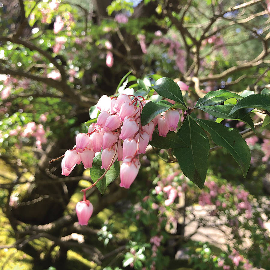 馬酔木(アセビ) ［見ごろ案内］牡丹と 高麗人蔘の里 日本庭園【 由志園