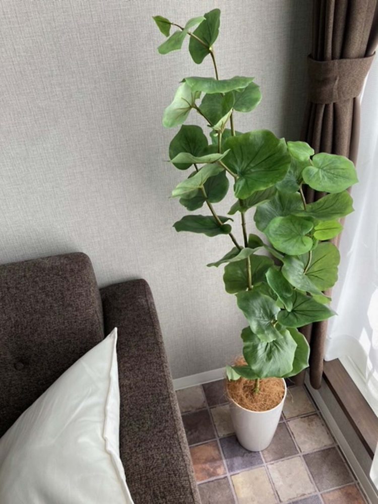 はじめて買う、リビングにおすすめのフェイクグリーン！ | コラム